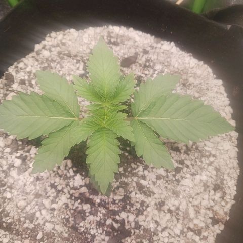Crescendo Rbx1 growlog timeline photo