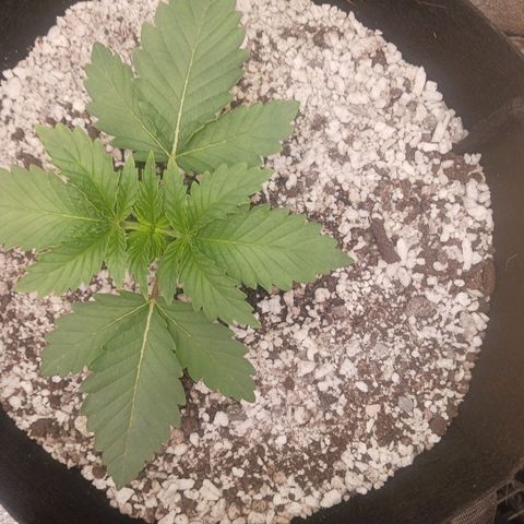 Crescendo Rbx1 growlog timeline photo