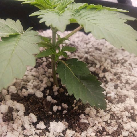Crescendo Rbx1 growlog timeline photo