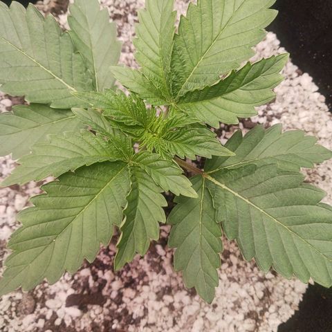 Crescendo Rbx1 growlog timeline photo
