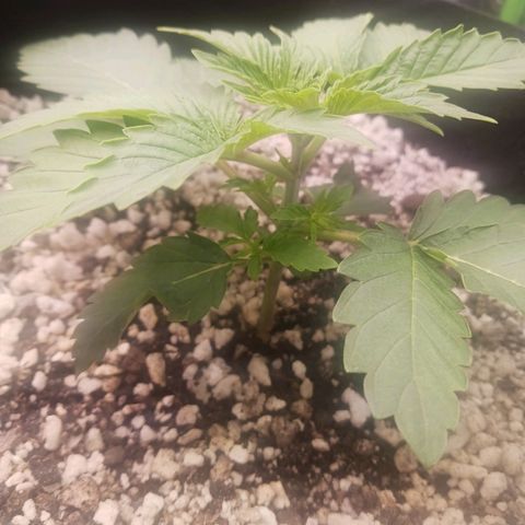 Crescendo Rbx1 growlog timeline photo