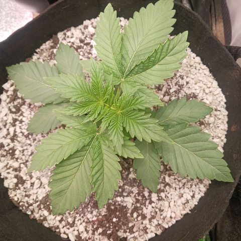 Crescendo Rbx1 growlog timeline photo