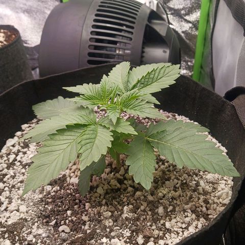 Crescendo Rbx1 growlog timeline photo