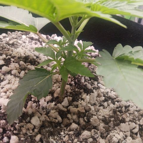 Crescendo Rbx1 growlog timeline photo