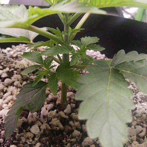 Crescendo Rbx1 growlog timeline photo