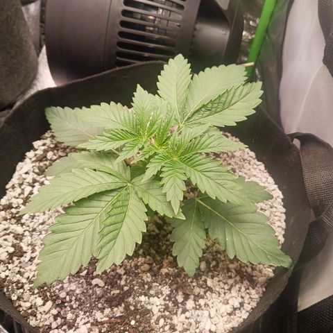 Crescendo Rbx1 growlog timeline photo