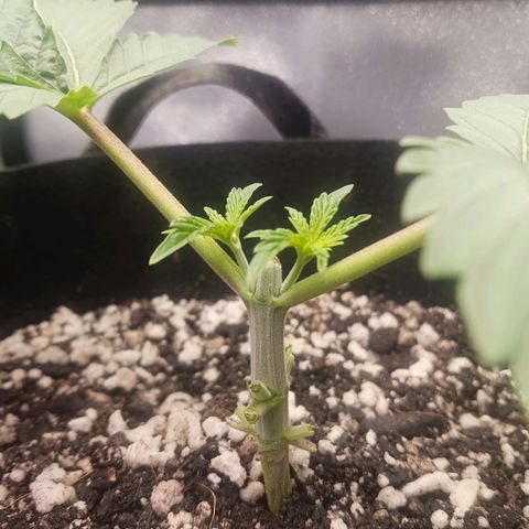 Crescendo Rbx1 growlog photo: First haircut.
