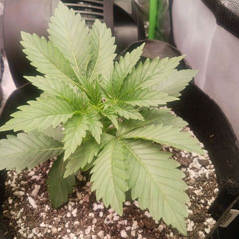 Crescendo Rbx1 growlog photo: First haircut.