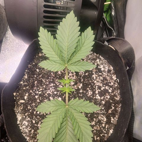 Crescendo Rbx1 growlog photo: First haircut.