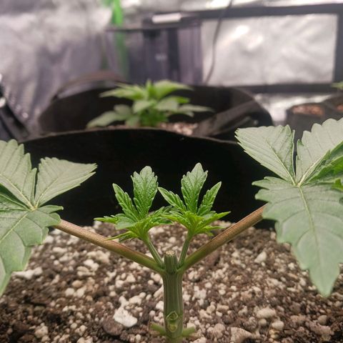 Crescendo Rbx1 growlog timeline photo