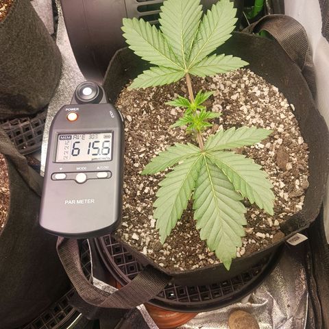 Crescendo Rbx1 growlog timeline photo