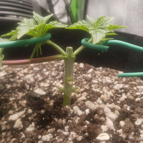 Crescendo Rbx1 growlog timeline photo