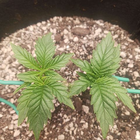 Crescendo Rbx1 growlog timeline photo