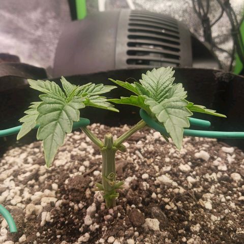 Crescendo Rbx1 growlog timeline photo