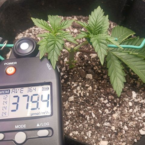 Crescendo Rbx1 growlog timeline photo