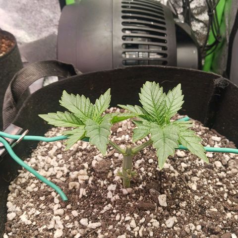 Crescendo Rbx1 growlog timeline photo