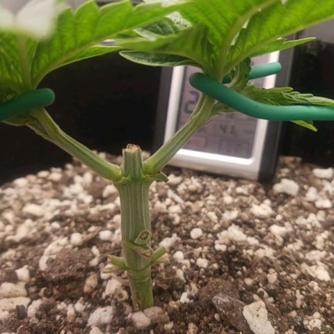 Crescendo Rbx1 growlog timeline photo