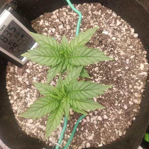 Crescendo Rbx1 growlog timeline photo