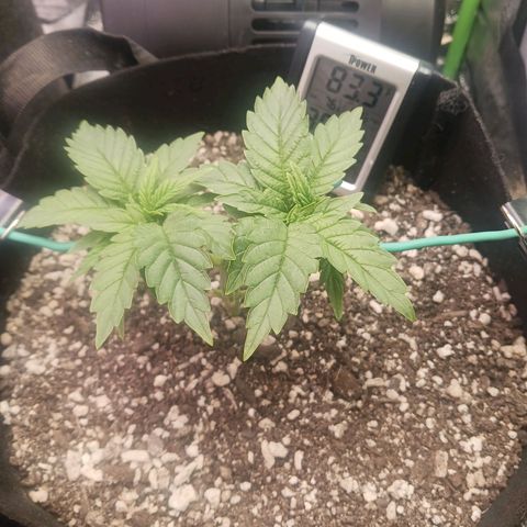 Crescendo Rbx1 growlog timeline photo
