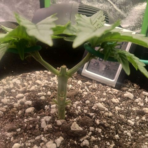Crescendo Rbx1 growlog timeline photo