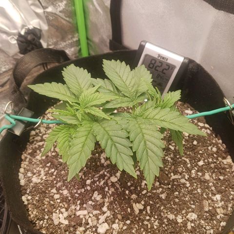 Crescendo Rbx1 growlog timeline photo