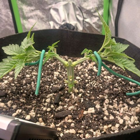 Crescendo Rbx1 growlog timeline photo