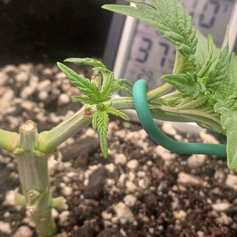 Crescendo Rbx1 growlog timeline photo