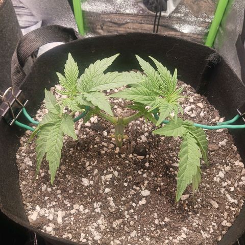 Crescendo Rbx1 growlog timeline photo