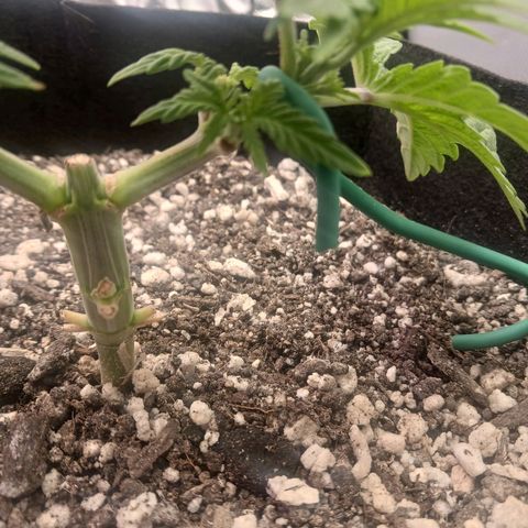 Crescendo Rbx1 growlog timeline photo