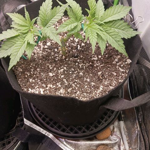 Crescendo Rbx1 growlog timeline photo