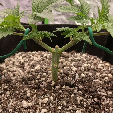 Crescendo Rbx1 growlog timeline photo