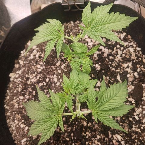 Crescendo Rbx1 growlog timeline photo
