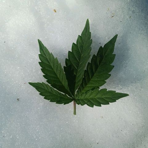Crescendo Rbx1 growlog timeline photo