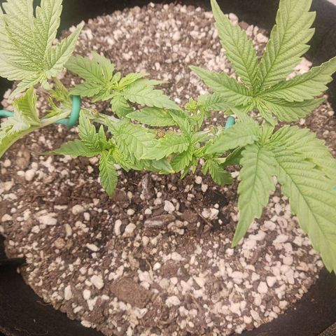 Crescendo Rbx1 growlog timeline photo