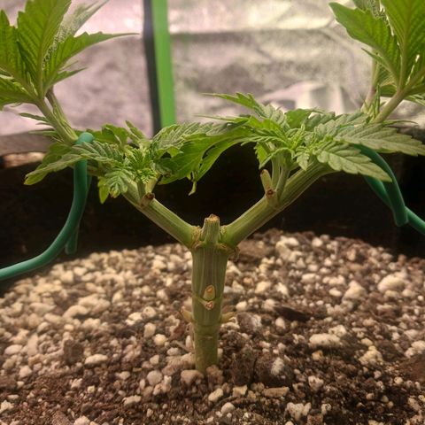 Crescendo Rbx1 growlog timeline photo