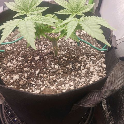 Crescendo Rbx1 growlog timeline photo