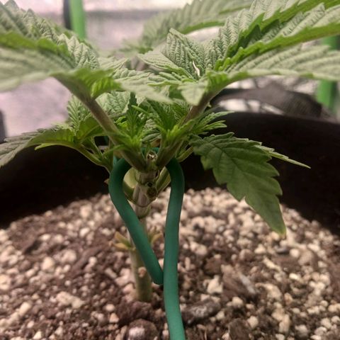Crescendo Rbx1 growlog timeline photo