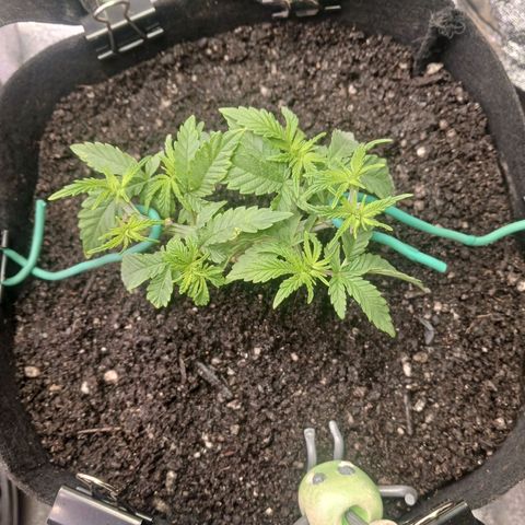 Crescendo Rbx1 growlog timeline photo