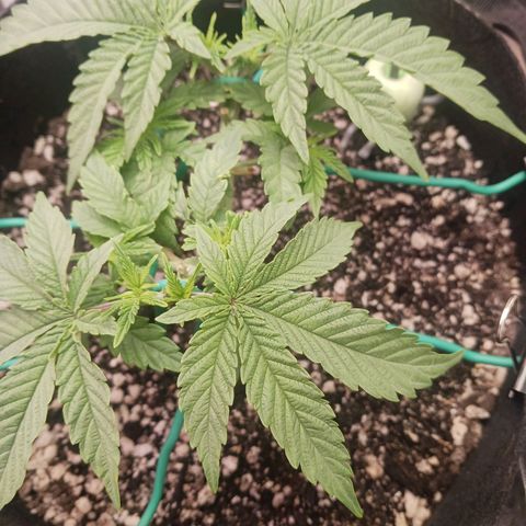 Crescendo Rbx1 growlog timeline photo