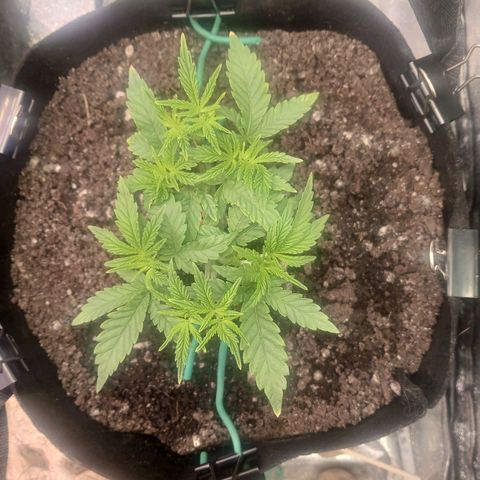 Crescendo Rbx1 growlog timeline photo