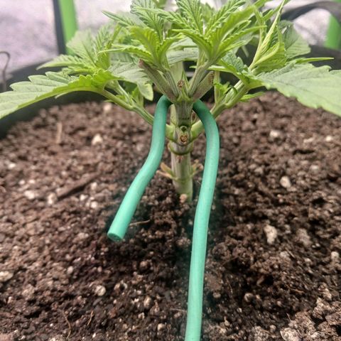 Crescendo Rbx1 growlog timeline photo
