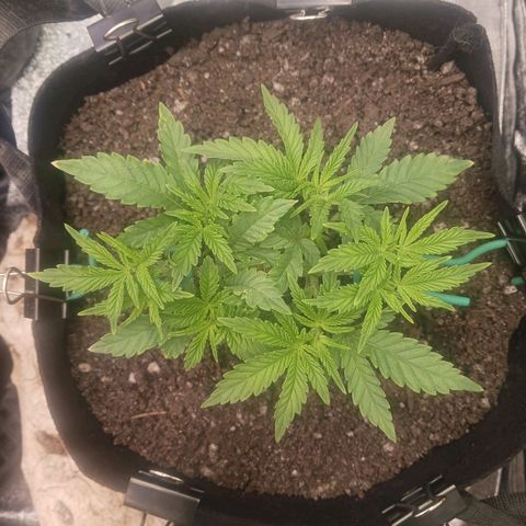 Crescendo Rbx1 growlog timeline photo