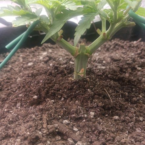Crescendo Rbx1 growlog timeline photo