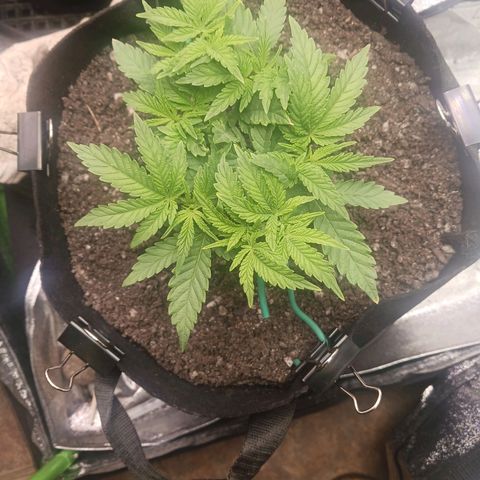 Crescendo Rbx1 growlog timeline photo