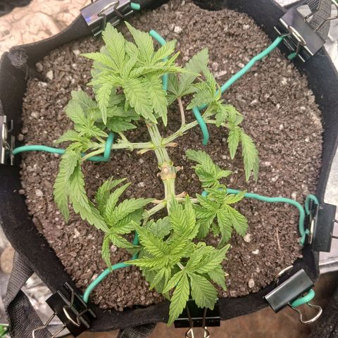 Crescendo Rbx1 growlog timeline photo