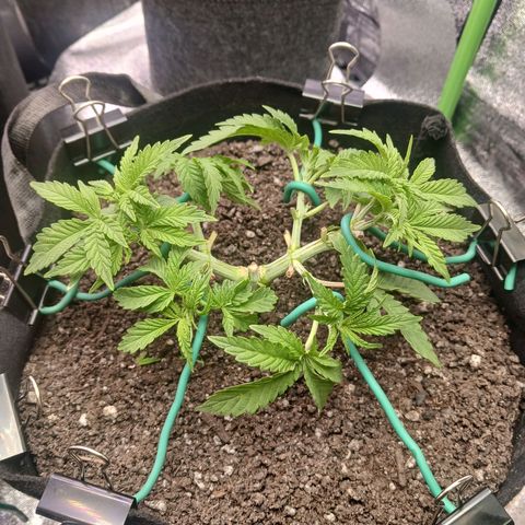 Crescendo Rbx1 growlog timeline photo