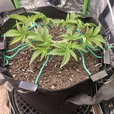 Crescendo Rbx1 growlog timeline photo