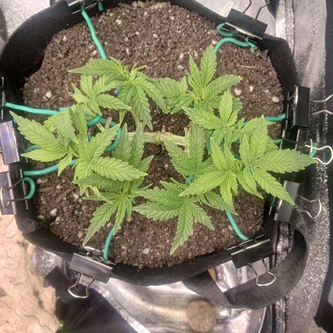 Crescendo Rbx1 growlog timeline photo