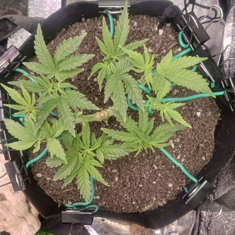 Crescendo Rbx1 growlog timeline photo
