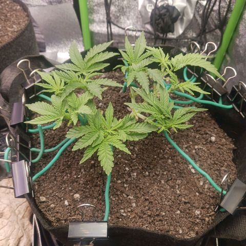 Crescendo Rbx1 growlog timeline photo